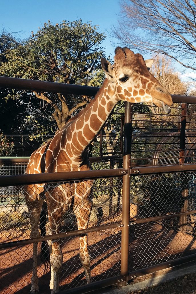 野毛山動物園のキリン
