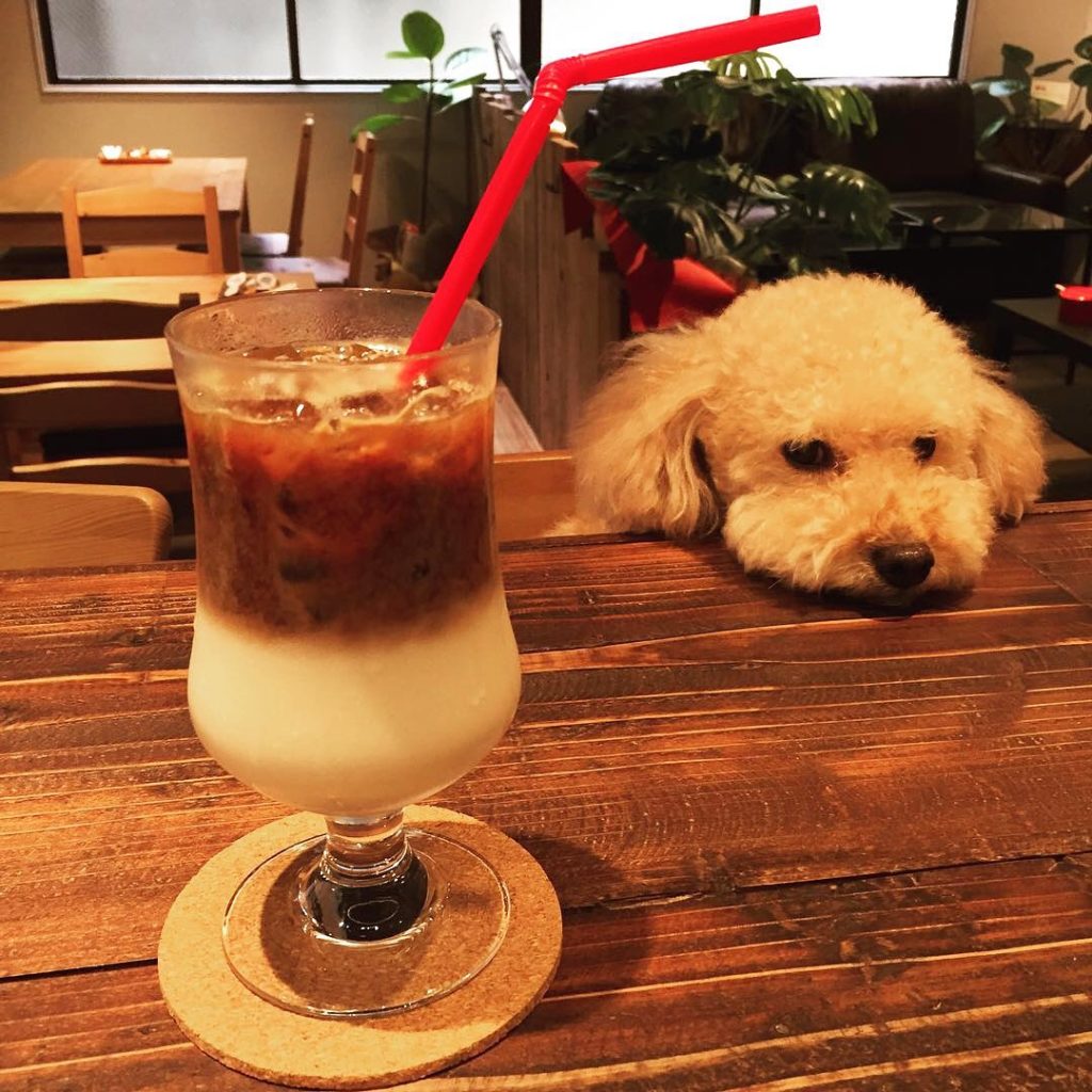 Cafe Tony&Chloeの可愛い看板犬とドリンク