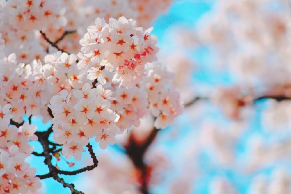 2020 弘前 桜の開花情報