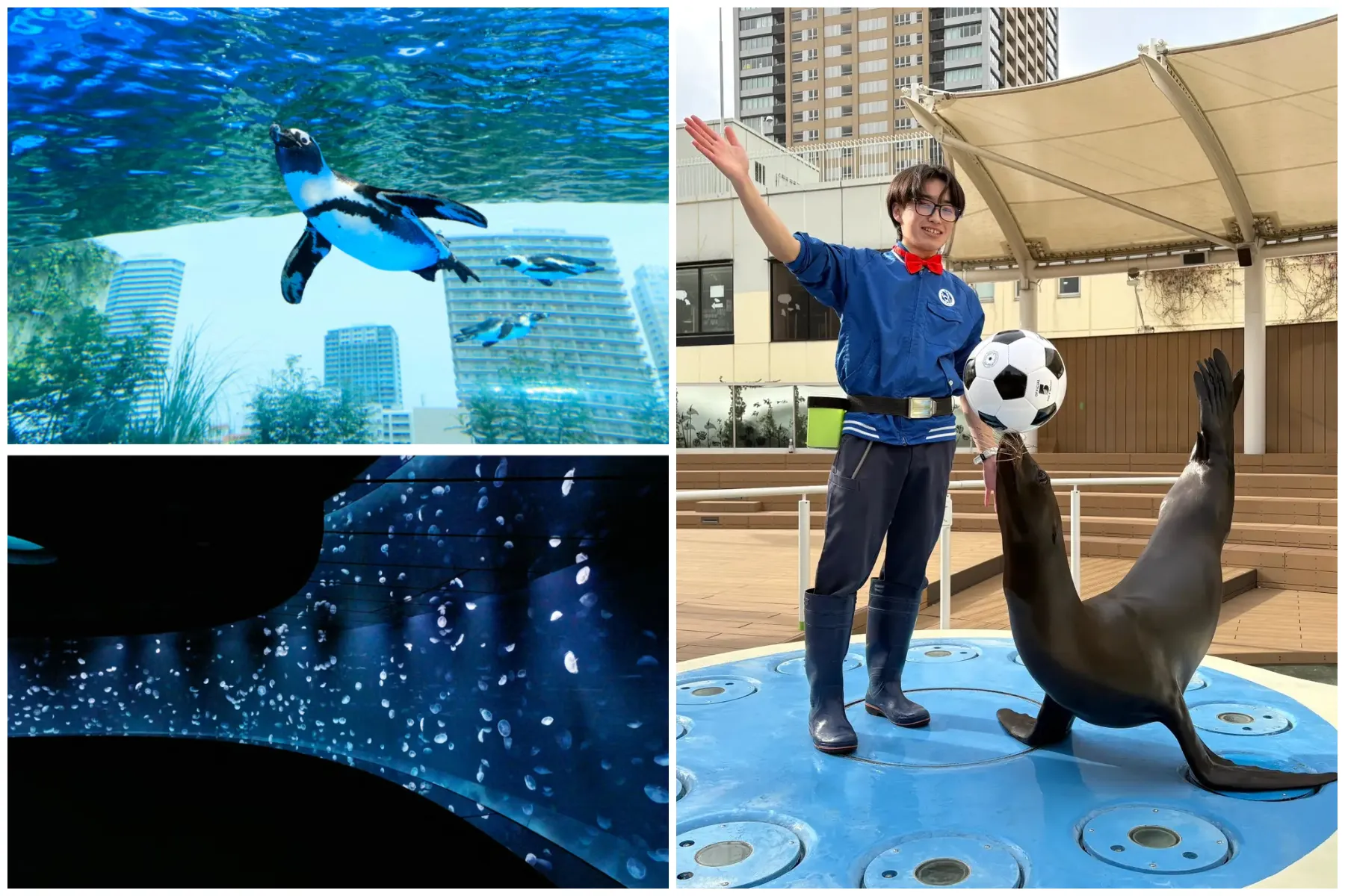サンシャイン水族館について
東京・池袋のサンシャインシティ屋上にある都市型水族館